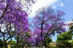 Những loài hoa màu tím ở Đà Lạt níu chân du khách