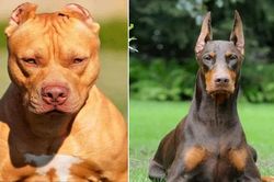 10 giống chó nhập ngoại nguy hiểm nhất Việt Nam