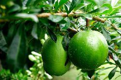 Tác dụng chữa bệnh không ngờ từ quả đào tiên