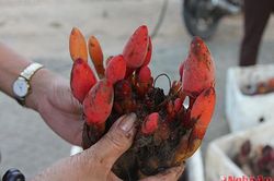 Nấm ngọc cẩu, mật ong rừng, măng đắng ở Quế Phong