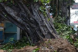 Cận cảnh cây Đa trăm tuổi bật gốc đổ vào nhà dân