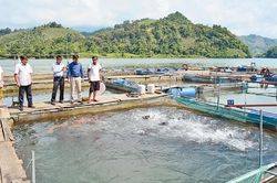 Nuôi cá đặc sản cho giá trị kinh tế cao ở Tuyên Quang