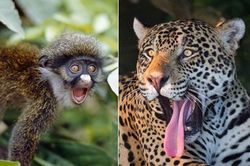 Cực hài những khoảnh khắc động vật hoang dã ngạc nhiên trố mắt