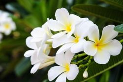 Cây hoa sứ trắng chữa bệnh tài tình thế nào?