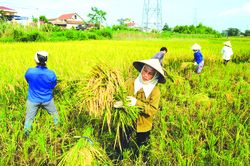 Chiến lược tạo giống lúa ứng phó với biến đổi khí hậu