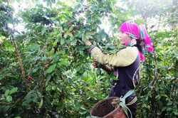 Nông dân Hướng Hóa vui mừng vì giá cà phê tăng cao