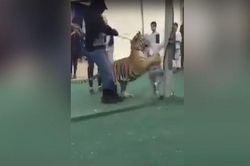 Kinh sợ cảnh bé gái bị hổ tấn công