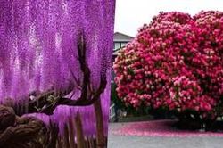16 giống cây… không hiểu sao lại đẹp và rực rỡ như thế!