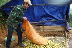 'Giấy thông hành' cho nông sản vươn xa