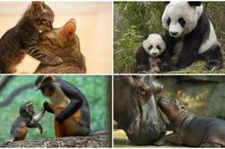 Ngắm những bức ảnh này để thấy động vật cũng có tình mẫu tử thiêng liêng