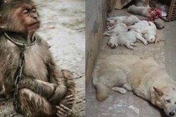 Nhìn những hình ảnh xúc động này, ai còn dám nói động vật không giống con người?