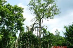 Một thoáng Tân Trào