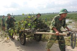 Hỗ trợ các tỉnh miền Trung khôi phục sản xuất sau lũ