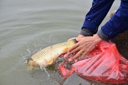 Dân Hà thành thả cá chép 'khủng' tiễn Táo quân