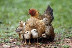 10 điều cực thú vị về con gà trong văn hóa Việt