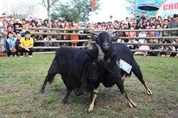 Độc đáo, hài hước lễ hội chọi Dê