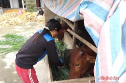 Nông dân miền núi Anh Sơn chống rét cho cây trồng vật nuôi