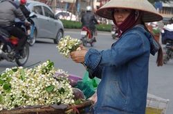 Kiếm chục triệu nhờ những mẹt hoa bưởi dạo