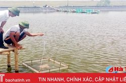 Kiểm soát chặt dư lượng độc hại trong tôm nuôi