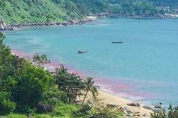 Vệt nước lạ màu đỏ trên biển Đà Nẵng: Sở Tài nguyên - Môi trường kết luận chính thức