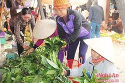 Cách chế biến lá lằng thành 'thần dược' chữa liệt dương