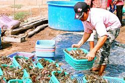 Giá tôm nguyên liệu tăng