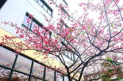 'Khoảng sân thần tiên' rực sắc hoa anh đào ở Hà Nội