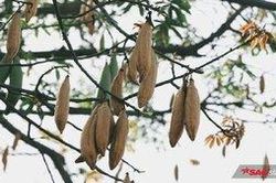 Cây gòn mùa trái rụng và nguồn gốc tên gọi của một vùng đất mang tên Sài Gòn