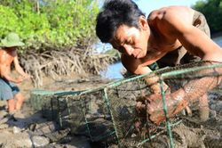 Mưu sinh bằng nghề bẫy bạch tuộc trong rừng ngập mặn