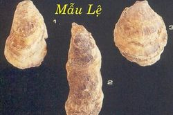 Bài thuốc từ vỏ hàu chữa bệnh dạ dày, đau bụng kinh