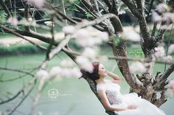 Ảnh cưới đẹp mê hồn dưới gốc mai anh đào