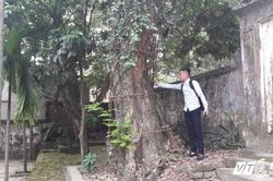 Dân xót xa nhìn cây sưa 'khủng' giá trăm tỷ đồng sắp thành khúc củi đun