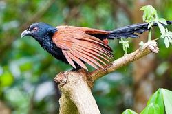 Những điều thú vị về loài chim biết giữ nhà, đuổi rắn