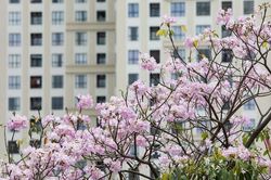 Hoa kèn hồng nở rực cả đoạn đường ngay trung tâm Sài Gòn