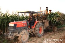 Nông dân lãi trăm triệu từ trồng ngô sinh khối