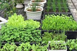 Mảnh đất 100m2 phủ xanh rau quả sạch của mẹ đảm