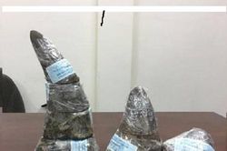 TPHCM: Bắt giữ 5 kg sừng tê giác có giá trị khoảng 6 tỷ đồng