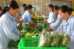 HTX Văn Đức: Phát triển nhờ sản xuất theo đúng quy trình