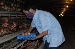 Lại đến lượt trứng gà 'kêu cứu'