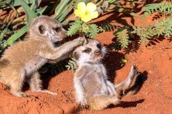 Khoảnh khắc bình yên tuyệt đẹp của cầy meerkat đốn tim người xem