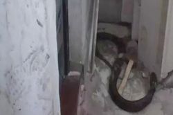 Suýt ngất xỉu bắt gặp rắn hổ mang chúa trong nhà vệ sinh