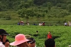 Nghi phạm giết người trên đồi chè sa lưới sau 4 giờ truy xét