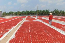 Giá ớt miền Tây giảm 10 lần