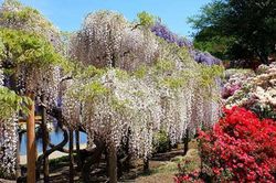 Mê mẩn ngắm vườn hoa tử đằng ở công viên Ashikaga