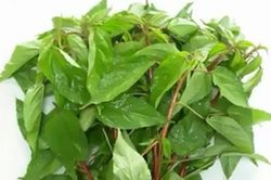 Những công dụng, bài thuốc chữa bệnh từ rau đay