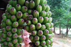 Kỳ lạ buồng chuối 'kép' ở Na Cáng