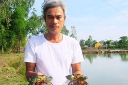 Nông dân nuôi cua, hàu phục vụ khách du lịch