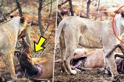 Sư tử cái phát hiện con mồi mình vừa giết đang mang bầu, điều mà nó làm sau đó khiến ai cũng kinh ngạc
