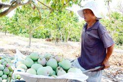 Mùa xoài buồn ở thủ phủ xoài