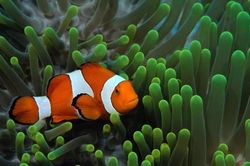 Kinh ngạc cuộc sống lưỡng tính kỳ quặc của cá hề
